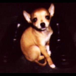 Meet your Posher, Robby